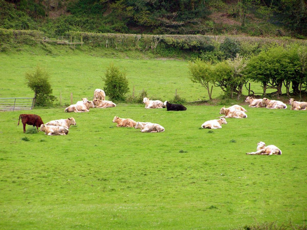 Erw-Lon Farm Bed & Breakfast Pontfaen ภายนอก รูปภาพ